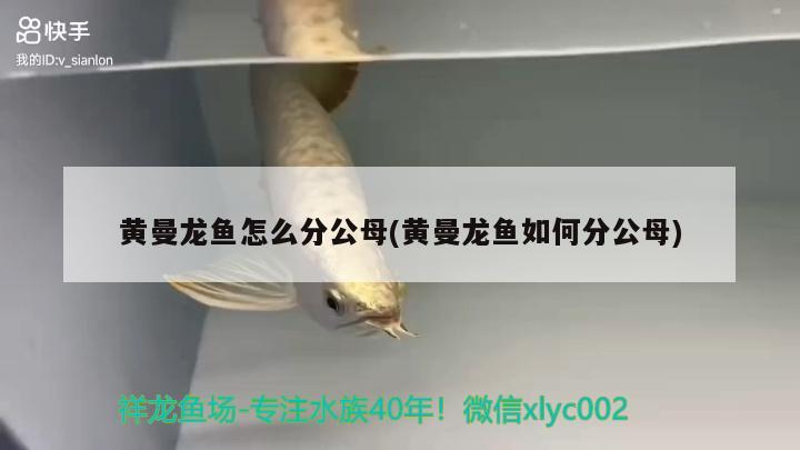 黃曼龍魚怎么分公母(黃曼龍魚如何分公母)