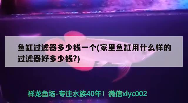 魚缸過濾器多少錢一個(家里魚缸用什么樣的過濾器好多少錢?) 申古銀版魚