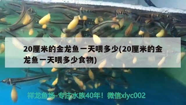 韶關(guān)水族館開始喂食 魚缸凈水劑 第2張