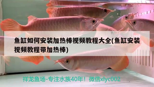 魚缸如何安裝加熱棒視頻教程大全(魚缸安裝視頻教程帶加熱棒) 伊巴卡魚