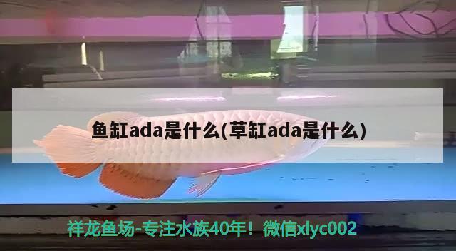 魚(yú)缸ada是什么(草缸ada是什么) 水族燈（魚(yú)缸燈）