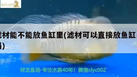 濾材能不能放魚缸里(濾材可以直接放魚缸里嗎) 龍魚批發(fā)