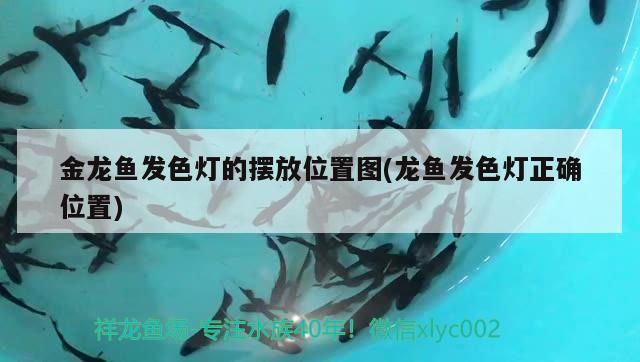 金龍魚發(fā)色燈的擺放位置圖(龍魚發(fā)色燈正確位置) 胭脂孔雀龍魚