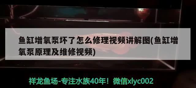 魚缸增氧泵壞了怎么修理視頻講解圖(魚缸增氧泵原理及維修視頻) 印尼虎苗