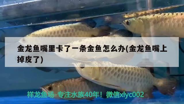 金龍魚嘴里卡了一條金魚怎么辦(金龍魚嘴上掉皮了) 印尼虎苗