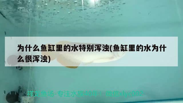 為什么魚缸里的水特別渾濁(魚缸里的水為什么很渾濁)