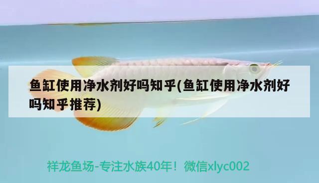 魚缸使用凈水劑好嗎知乎(魚缸使用凈水劑好嗎知乎推薦) 龍魚百科