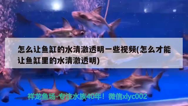 怎么讓魚缸的水清澈透明一些視頻(怎么才能讓魚缸里的水清澈透明)