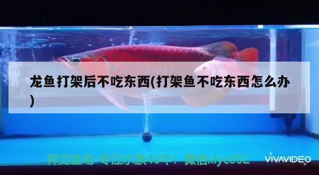 龍魚打架后不吃東西(打架魚不吃東西怎么辦)