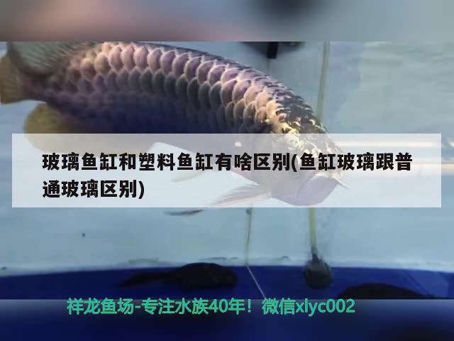 玻璃魚缸和塑料魚缸有啥區(qū)別(魚缸玻璃跟普通玻璃區(qū)別)