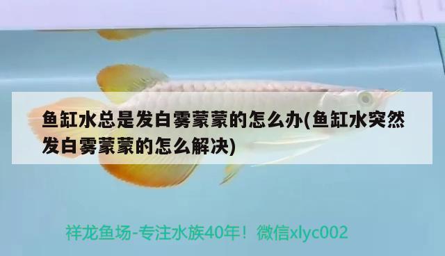 魚缸水總是發(fā)白霧蒙蒙的怎么辦(魚缸水突然發(fā)白霧蒙蒙的怎么解決) 招財戰(zhàn)船魚