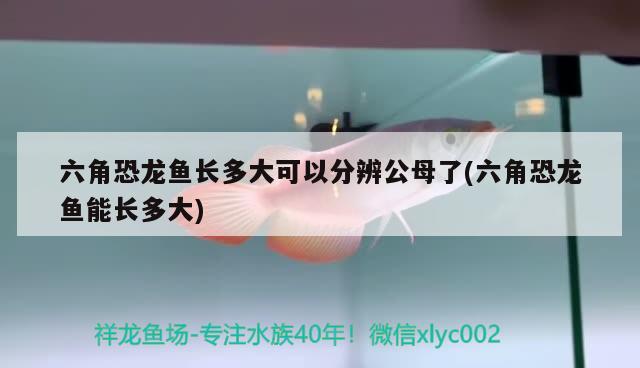 收魚友的三條羅漢各位猜猜多少錢？ 廣州水族器材濾材批發(fā)市場 第2張