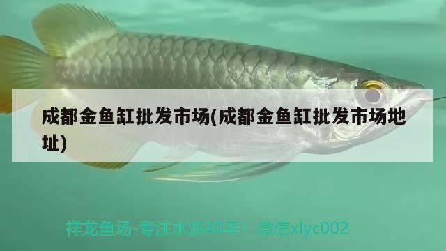 成都金魚缸批發(fā)市場(成都金魚缸批發(fā)市場地址) 熱帶魚魚苗批發(fā)