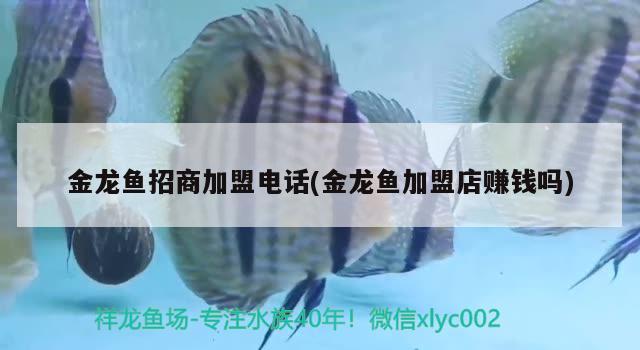 金龍魚(yú)招商加盟電話(金龍魚(yú)加盟店賺錢(qián)嗎)