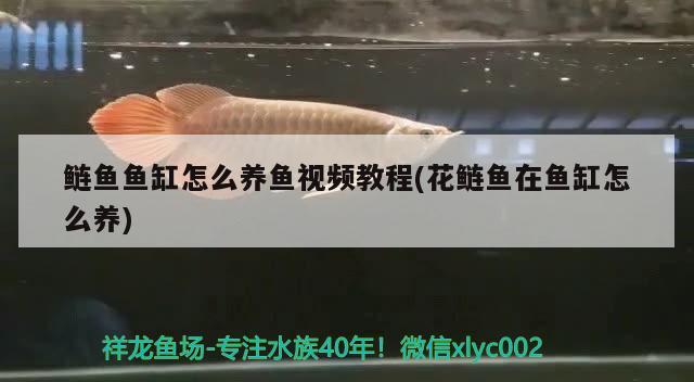 鰱魚魚缸怎么養(yǎng)魚視頻教程(花鰱魚在魚缸怎么養(yǎng))