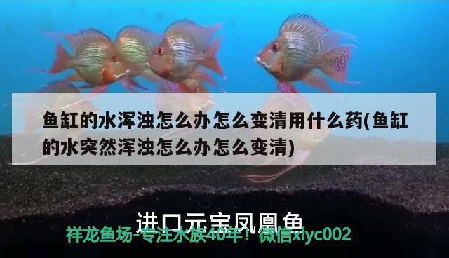 魚缸的水渾濁怎么辦怎么變清用什么藥(魚缸的水突然渾濁怎么辦怎么變清) 泰國雪鯽魚