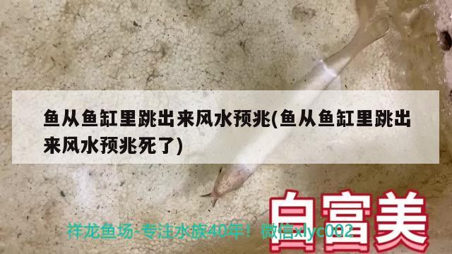 魚從魚缸里跳出來風水預兆(魚從魚缸里跳出來風水預兆死了) 魚缸風水