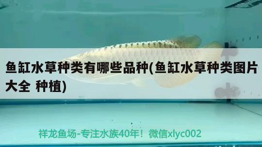 魚缸水草種類有哪些品種(魚缸水草種類圖片大全種植) 水草