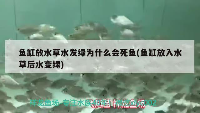 魚(yú)缸放水草水發(fā)綠為什么會(huì)死魚(yú)(魚(yú)缸放入水草后水變綠) 水草