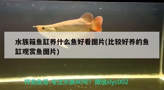 金龍魚如何發(fā)色漂亮好看(金龍魚吃什么好發(fā)色) 黑桃A魚