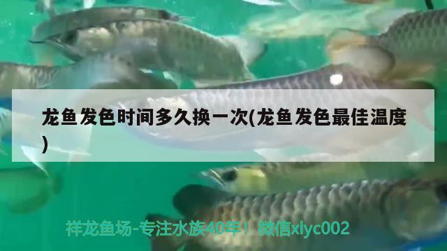 水虎魚和龍魚混養(yǎng)好不好呢圖片（水虎能和龍魚混養(yǎng)嗎） 三間鼠魚苗