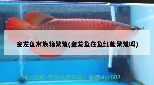 金龍魚水族箱繁殖(金龍魚在魚缸能繁殖嗎) 魚缸/水族箱