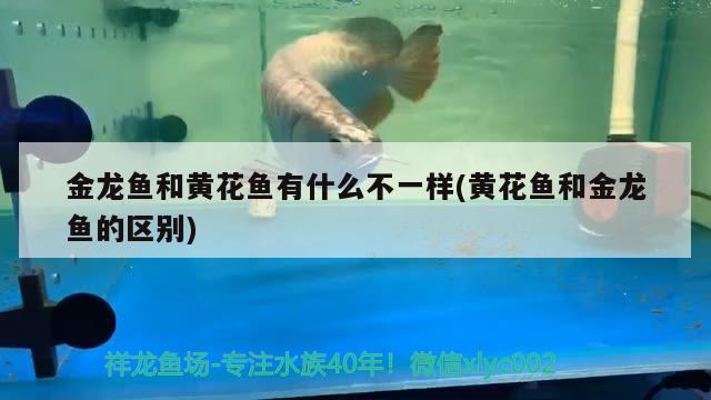 金龍魚和黃花魚有什么不一樣(黃花魚和金龍魚的區(qū)別)