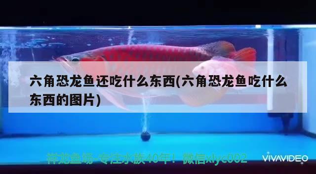 六角恐龍魚還吃什么東西(六角恐龍魚吃什么東西的圖片) 鴨嘴鯊魚