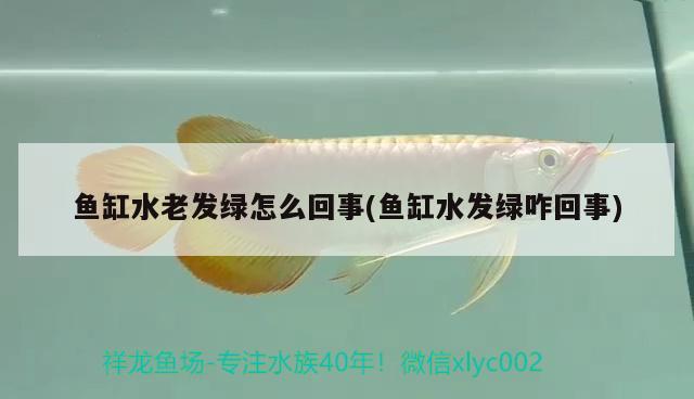 魚缸水老發(fā)綠怎么回事(魚缸水發(fā)綠咋回事)