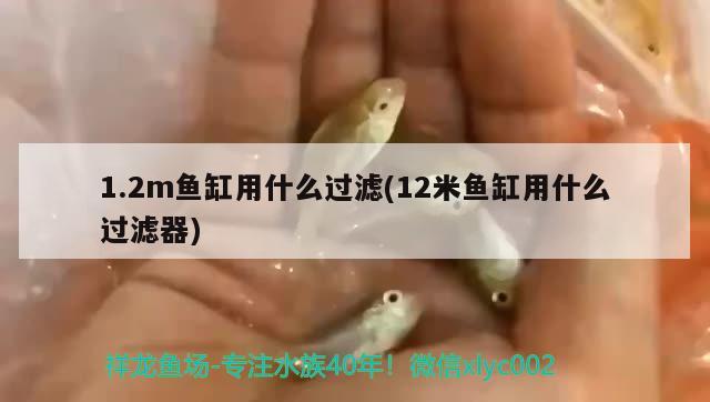 1.2m魚缸用什么過濾(12米魚缸用什么過濾器) 觀賞魚批發(fā)