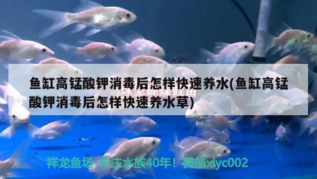 黃金貓魚怎么養(yǎng)殖的：大黃金貓 黃金貓魚百科 第1張