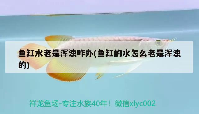 東莞魚(yú)缸定制藝景水族正規(guī)嗎多少錢一套的信息別忘了查找喔，東莞魚(yú)缸定制藝景水族正規(guī)嗎多少錢一套 造景/裝飾 第1張