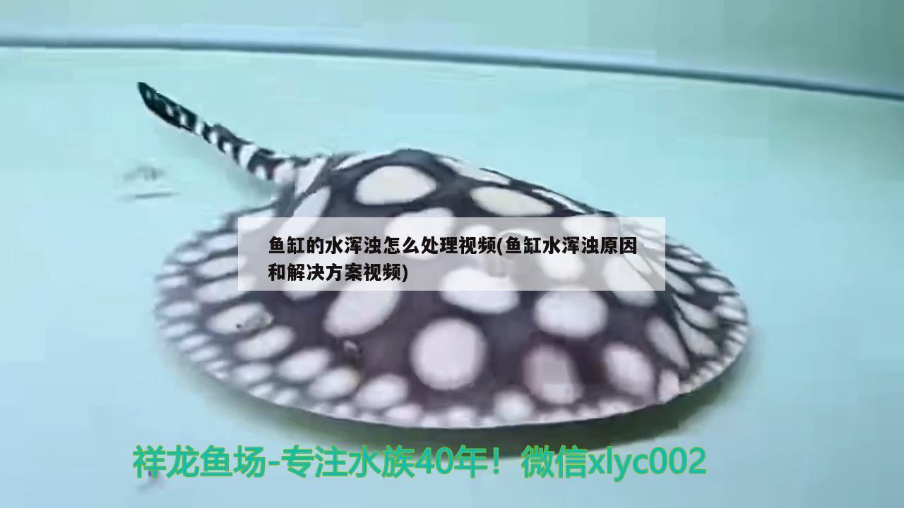 魚(yú)缸的水渾濁怎么處理視頻(魚(yú)缸水渾濁原因和解決方案視頻) 巴西亞魚(yú)