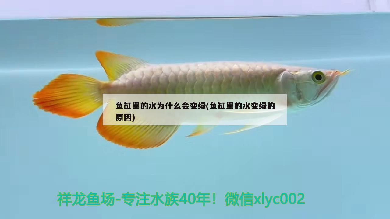 魚缸里的水為什么會變綠(魚缸里的水變綠的原因) 照明器材