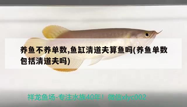 養(yǎng)魚不養(yǎng)單數(shù),魚缸清道夫算魚嗎(養(yǎng)魚單數(shù)包括清道夫嗎) 青龍魚