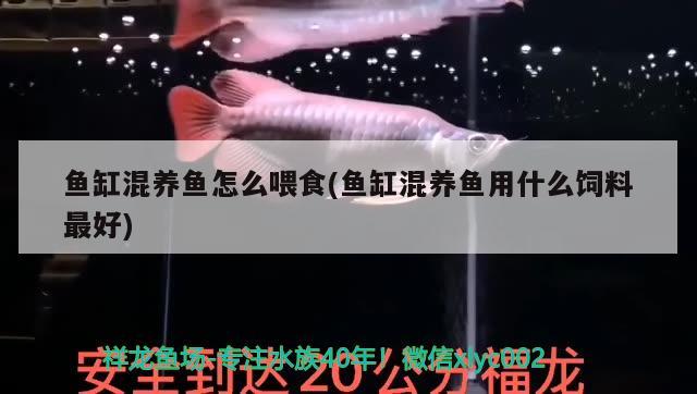 小型玻璃魚缸價(jià)格圖片大全：選擇適合家庭的小型玻璃魚缸，小型玻璃魚缸價(jià)格及圖片大全