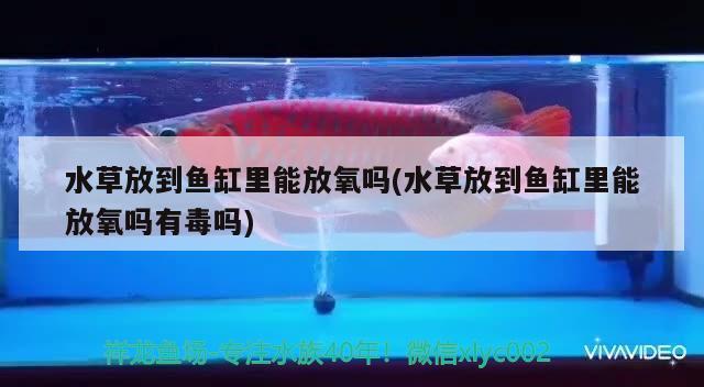 水草放到魚缸里能放氧嗎(水草放到魚缸里能放氧嗎有毒嗎) 水草