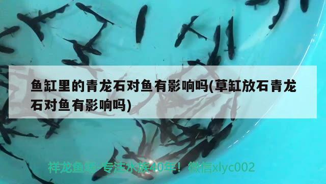 魚缸里的青龍石對魚有影響嗎(草缸放石青龍石對魚有影響嗎) 一眉道人魚