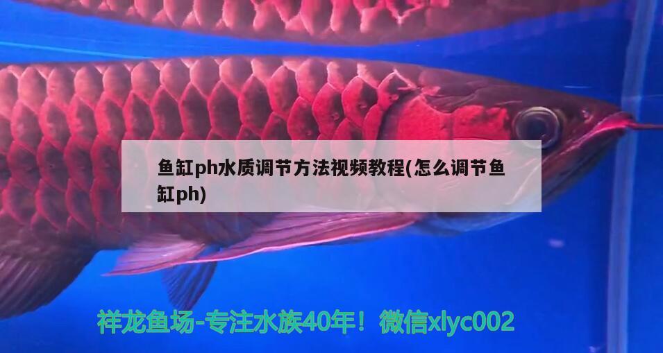 魚缸ph水質(zhì)調(diào)節(jié)方法視頻教程(怎么調(diào)節(jié)魚缸ph)