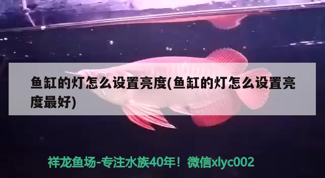 魚缸的燈怎么設(shè)置亮度(魚缸的燈怎么設(shè)置亮度最好) 祥龍龍魚專用水族燈