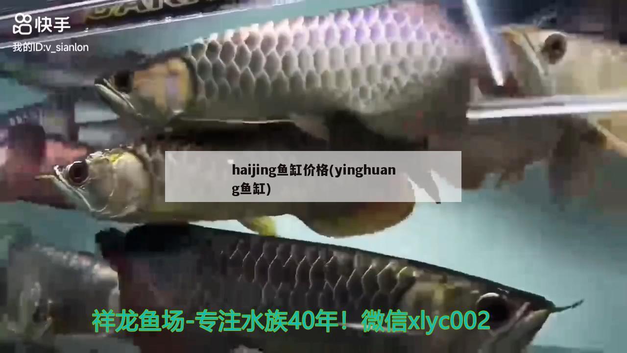 haijing魚缸價格(yinghuang魚缸) 純血皇冠黑白魟魚