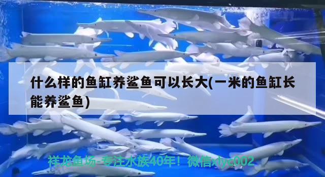 什么樣的魚缸養(yǎng)鯊魚可以長(zhǎng)大(一米的魚缸長(zhǎng)能養(yǎng)鯊魚)