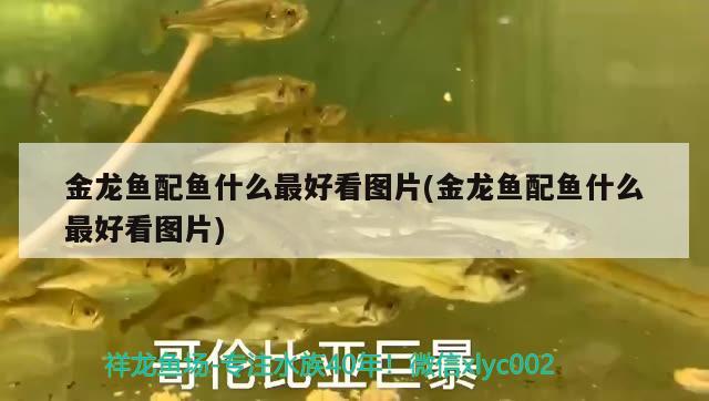 海鹽怎么給魚缸消毒的(用海鹽消毒魚缸)