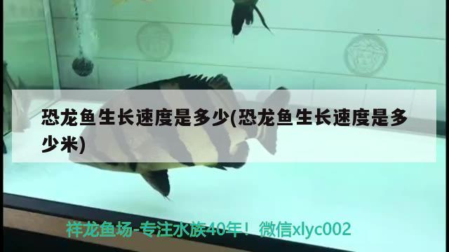 恐龍魚生長速度是多少(恐龍魚生長速度是多少米)