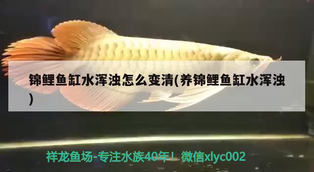 錦鯉魚缸水渾濁怎么變清(養(yǎng)錦鯉魚缸水渾濁)