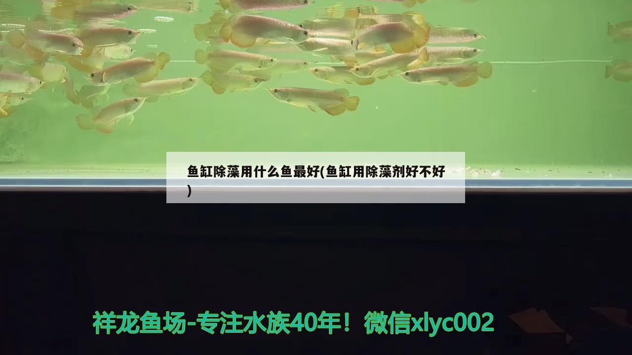 魚缸除藻用什么魚最好(魚缸用除藻劑好不好) 金龍魚糧