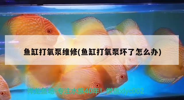 魚缸打氧泵維修(魚缸打氧泵壞了怎么辦) 魚缸/水族箱