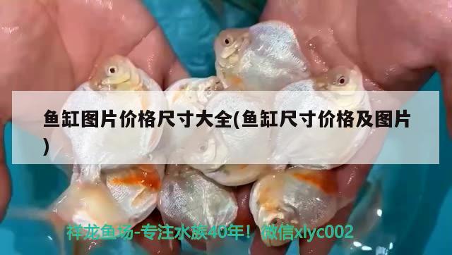 金龍魚價(jià)格及圖片欣賞圖(金龍魚價(jià)格多少錢一條圖片) 黑桃A魚