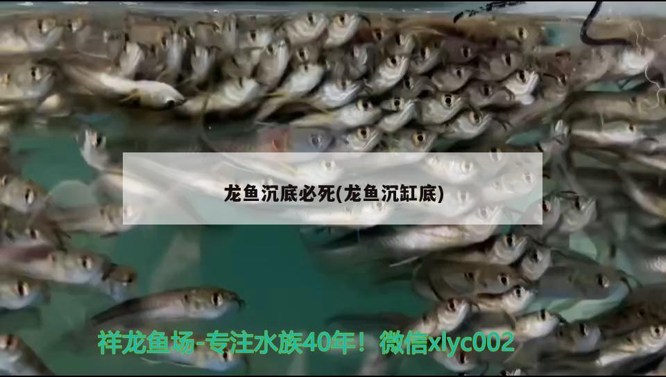 龍魚沉底必死(龍魚沉缸底)