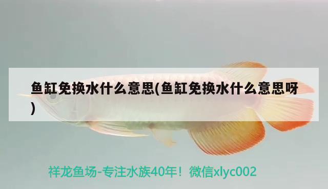 魚缸免換水什么意思(魚缸免換水什么意思呀) 觀賞魚企業(yè)目錄